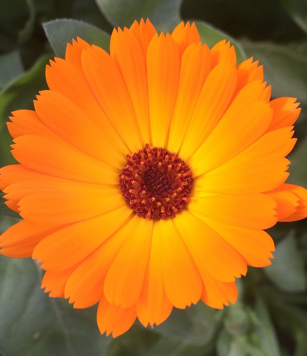 closeup of calendula flowerhead