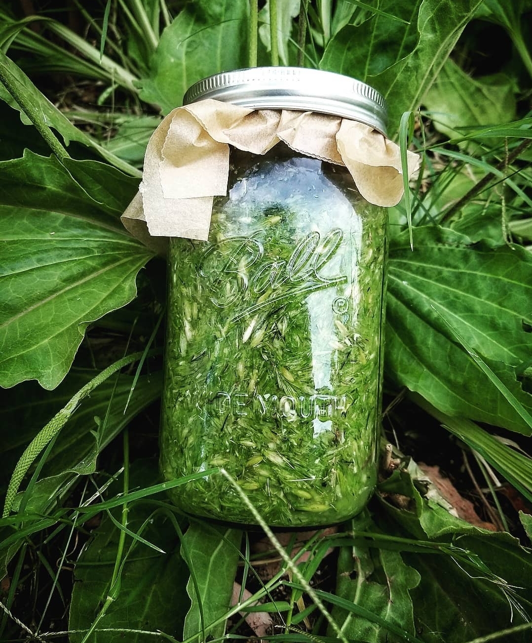 jar of macerated herbs