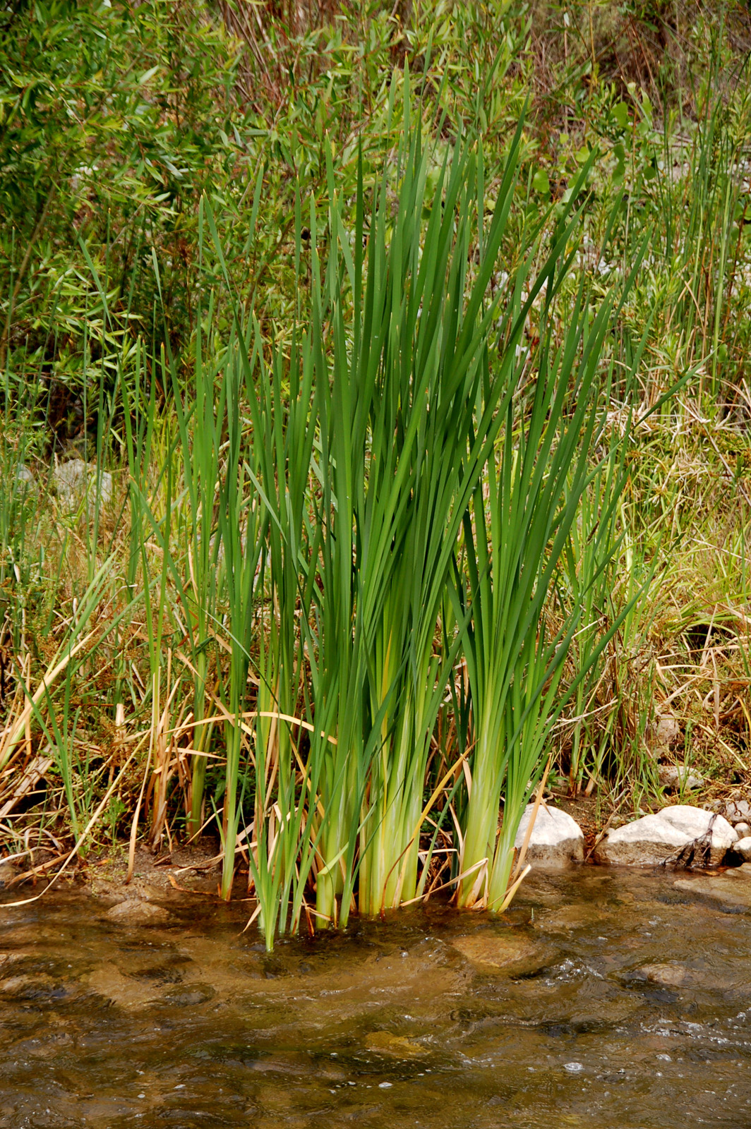 cattails growing in water