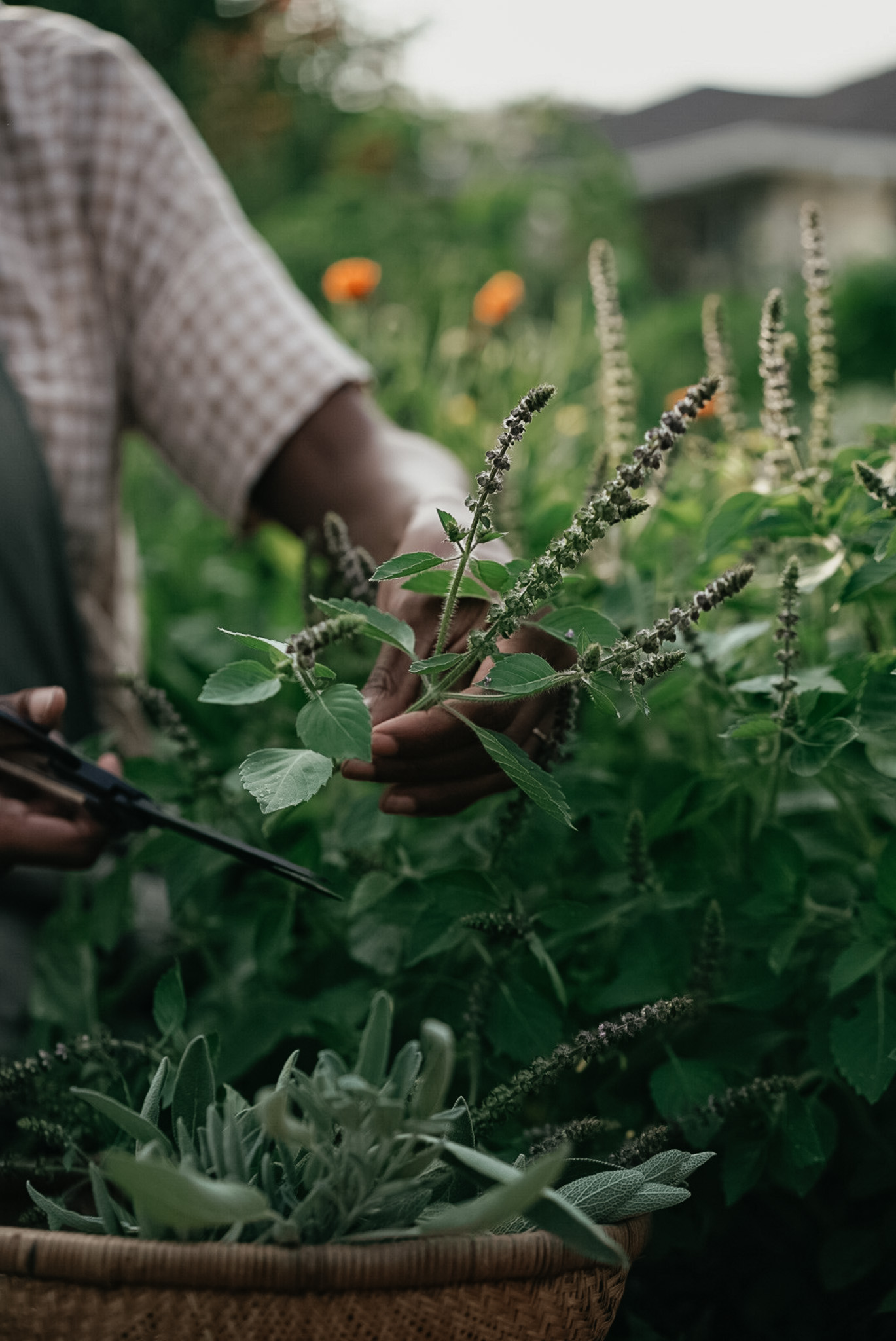 My Herbal Studies Tips Course – a free herbal course that will teach you how to appraoch your herbal studies with confidence and develop a love for herbs and learning in the process.