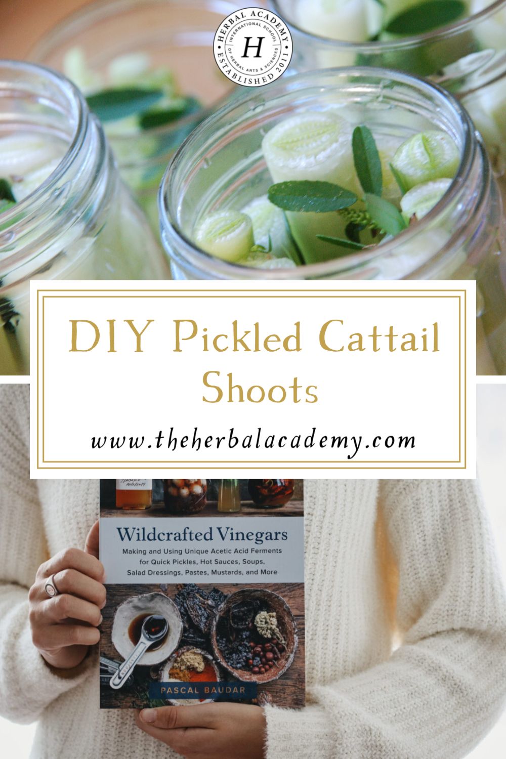 DIY Pickled Cattail Shoots | Herbal Academy | Enjoy this basic recipe for Pickled Cattail Shoots taken from the book, Wildcrafted Vinegars by Pascal Baudar.