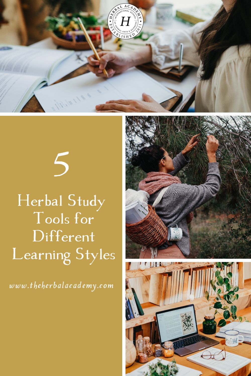 5 Herbal Study Tools for Different Learning Styles | Herbal Academy | This sneak peek into the new My Herbal Study Tips Mini Course dives into the topic of herbal study tools for different learning styles.