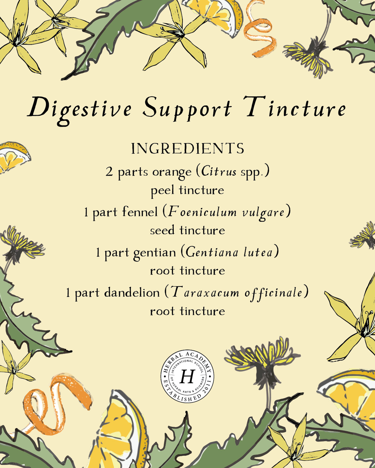 Orange Peel Tincture Blend for Digestive Support | Herbal Academy | Learn how to make an orange peel tincture at home with this simple herbal recipe to support digestive health.