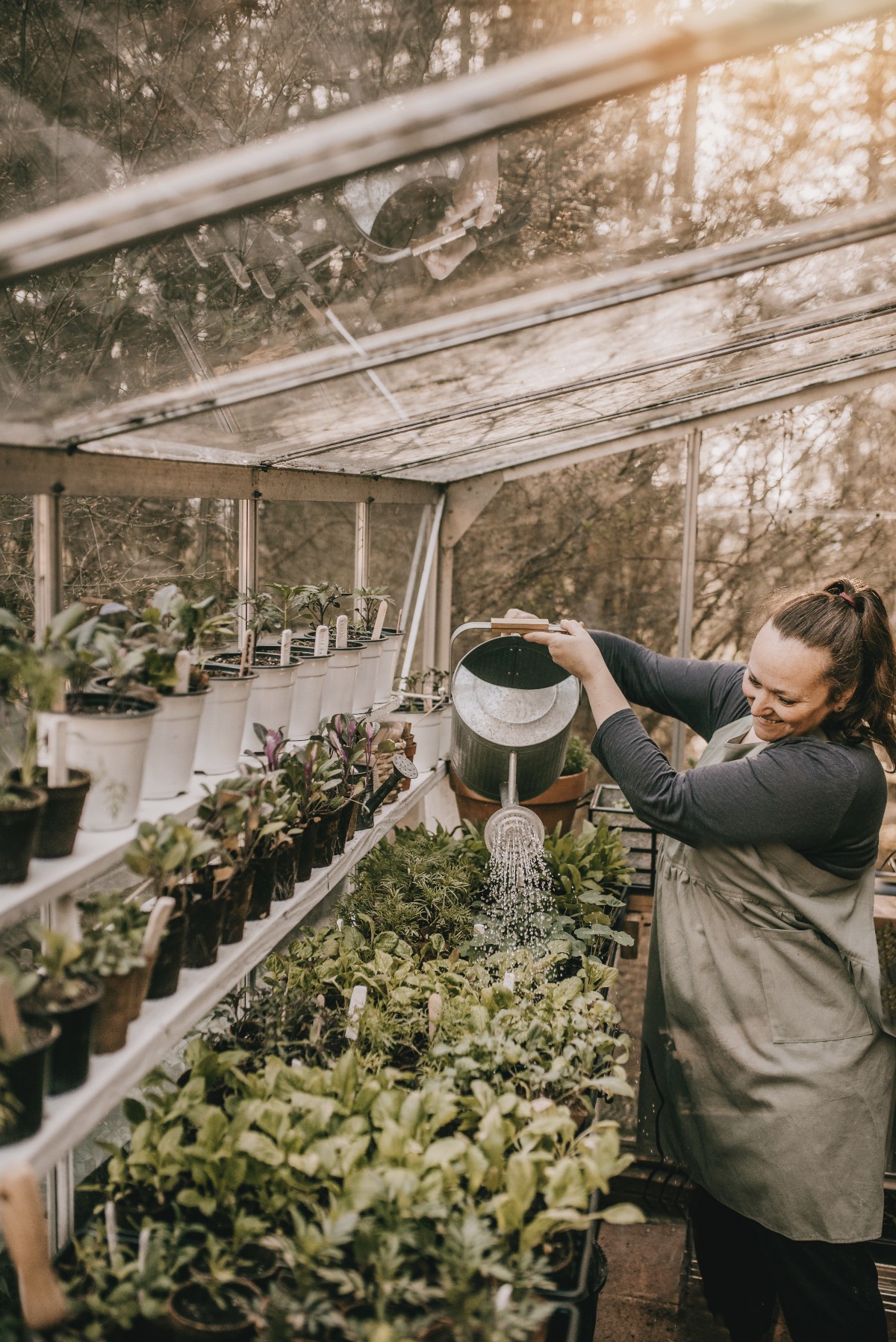 herbalist watering plants in a greenhouse