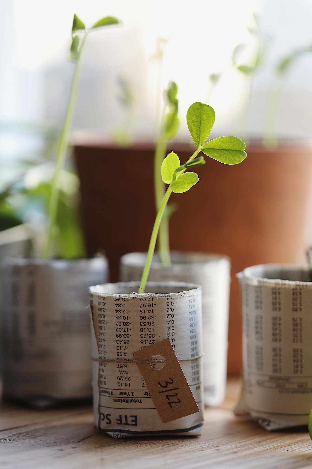 newspaper seedling pots