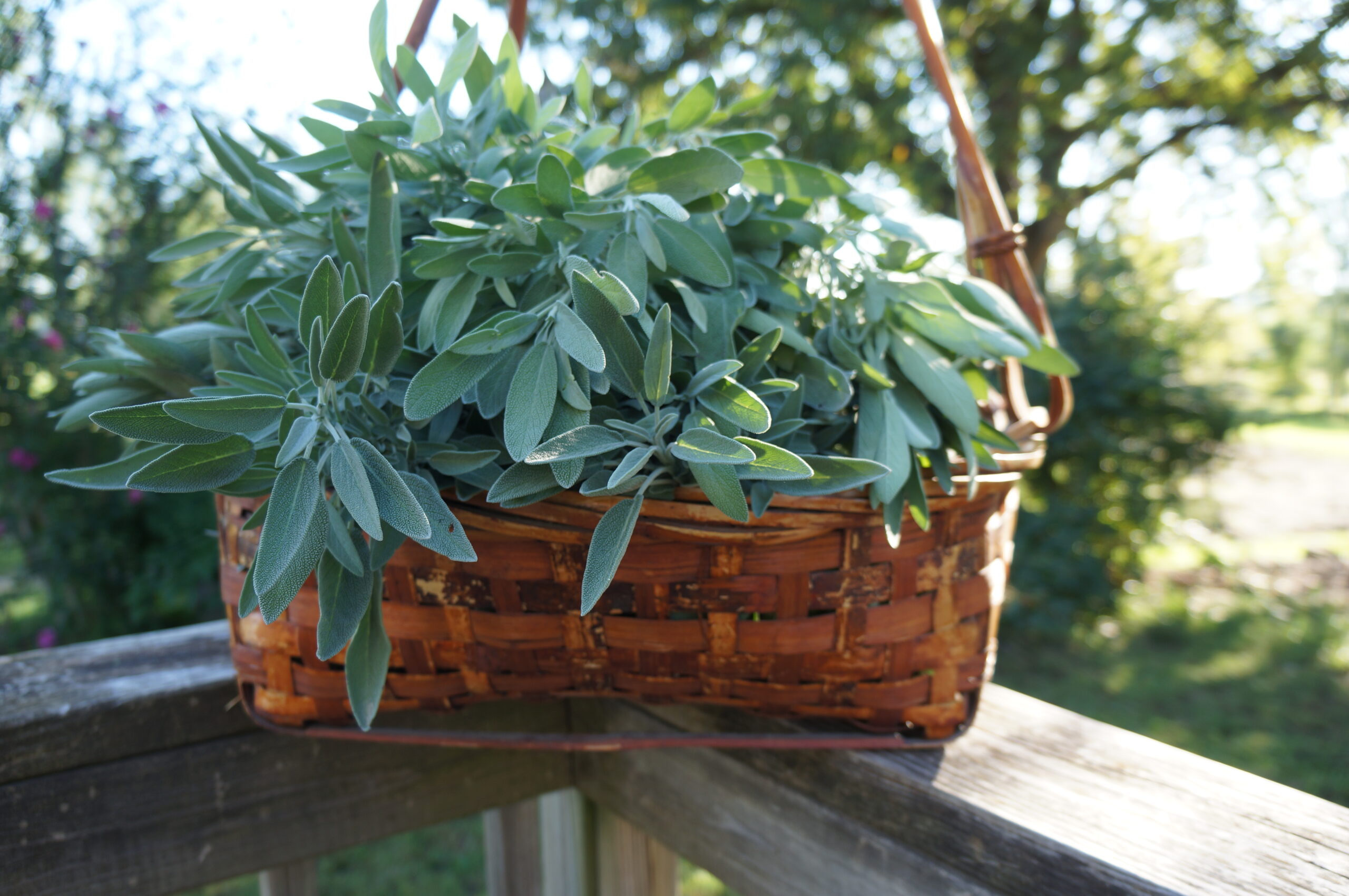 sage growing in a basket