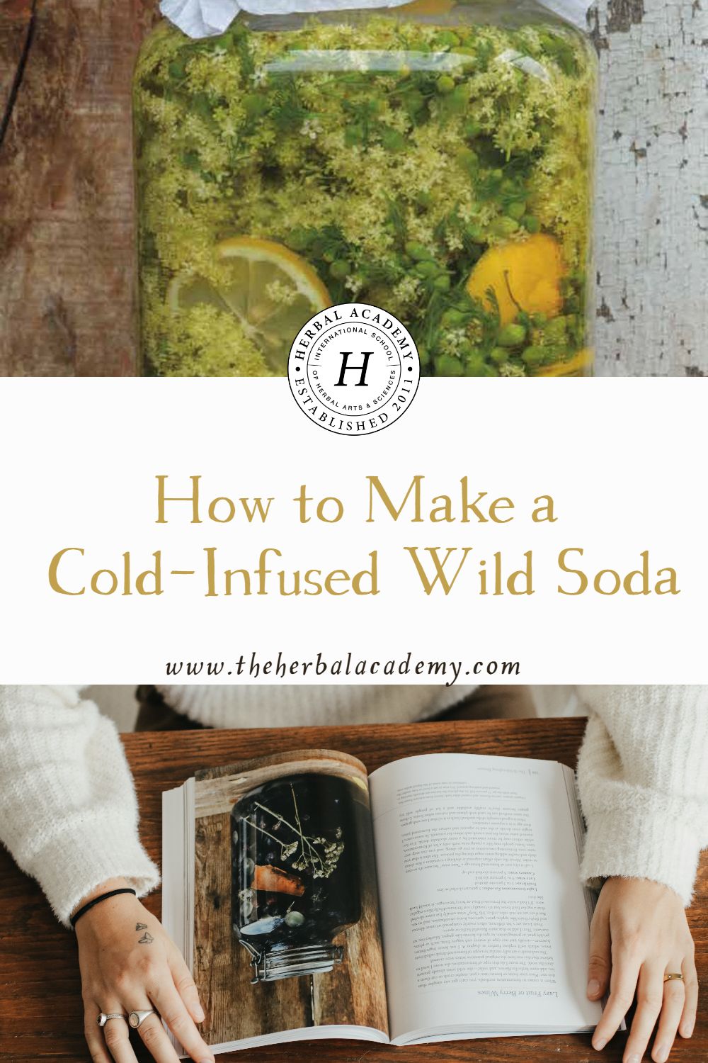 How to Make a Cold-Infused Wild Soda | Herbal Academy | A wild soda is simple to put together with plants growing right outside your door! Try this recipe for Elderflower-Pineapple Weed Wild Soda! 