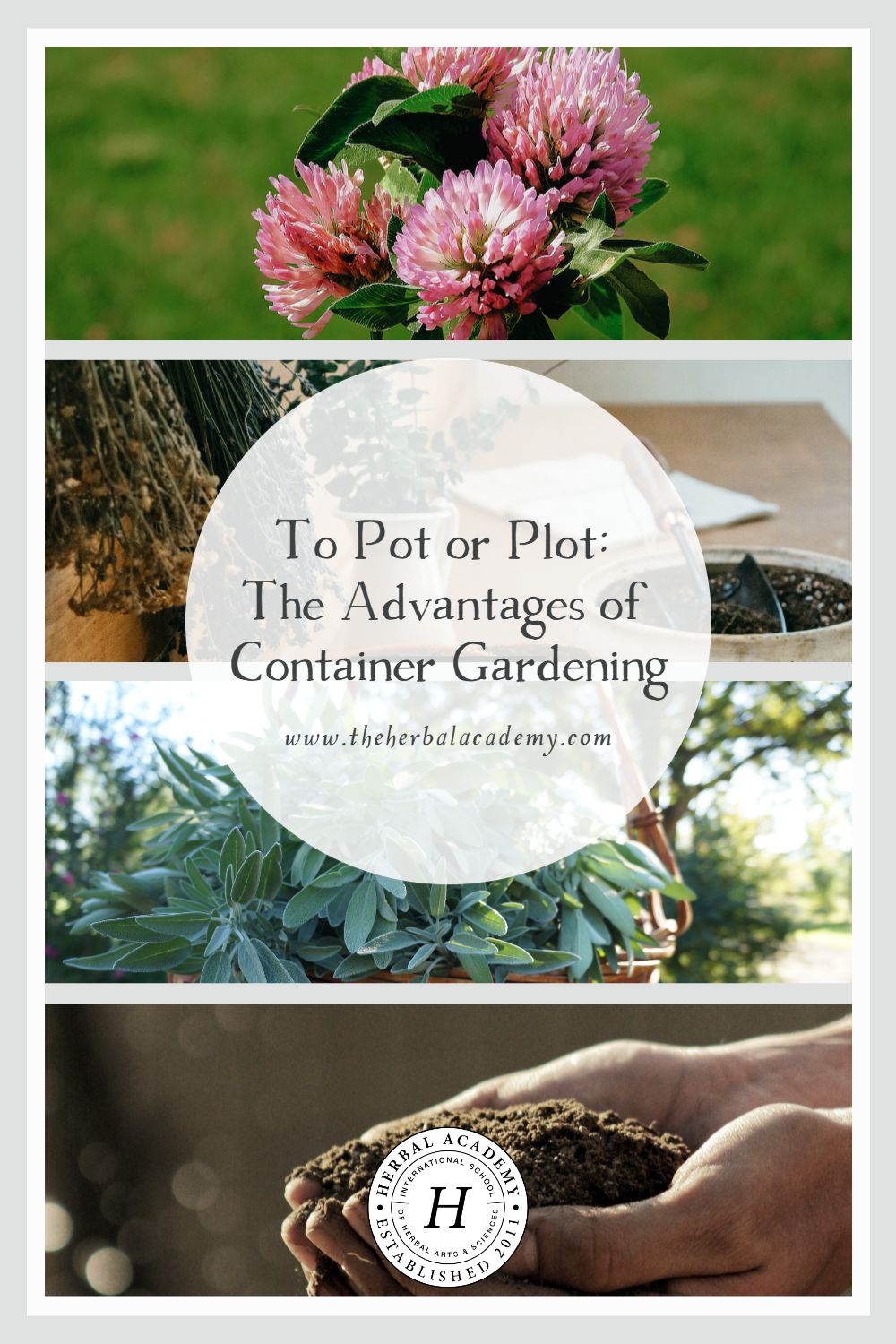 To Pot or Plot: The Advantages of Container Gardening | Herbal Academy | While making plans for your garden, consider container gardening as a fantastic solution for problem-solving many of your planting variables.