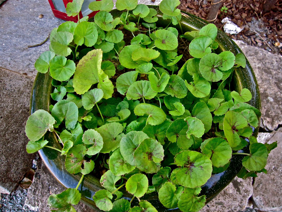 gotu kola growing in a container