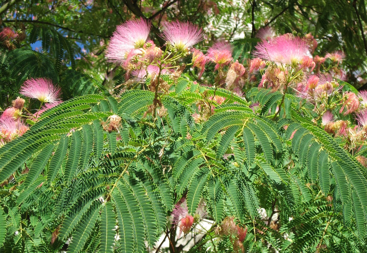 mimosa blossom growing outside