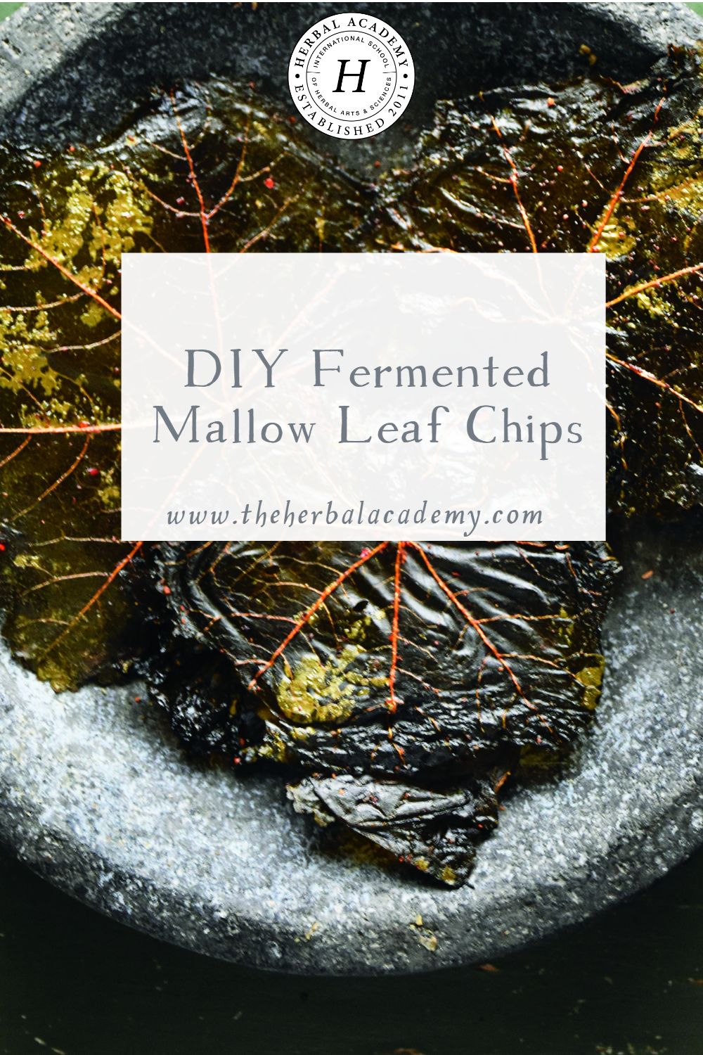 DIY Fermented Mallow Leaf Chips | Herbal Academy | These fermented mallow leaf chips have all the flavors—salty, bitter, sour, and spicy—and are a fun way to enjoy your local wild edibles!