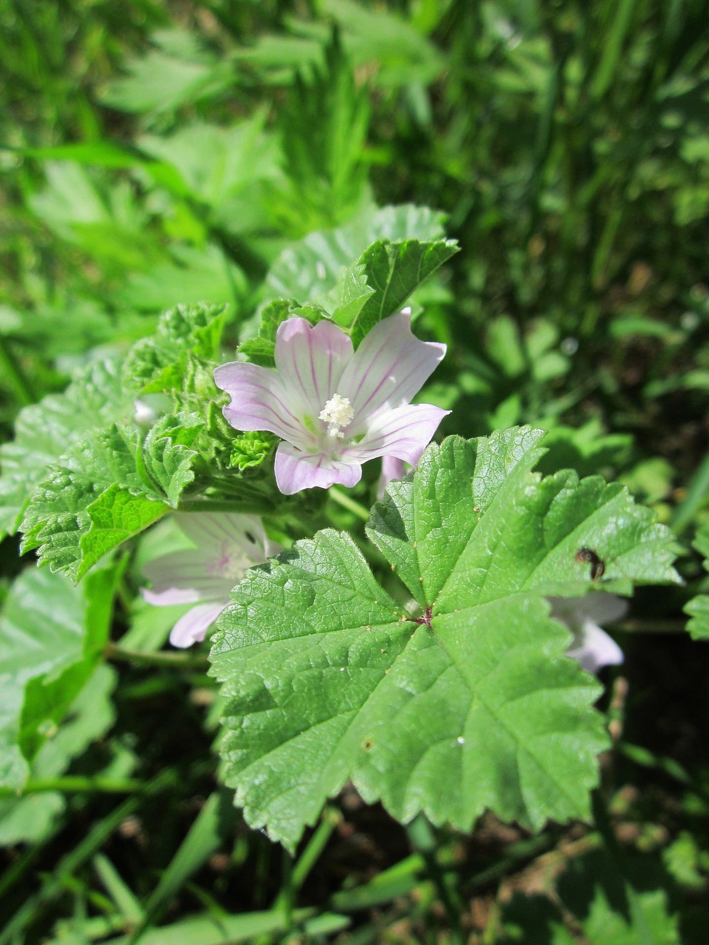 mallow growing outside