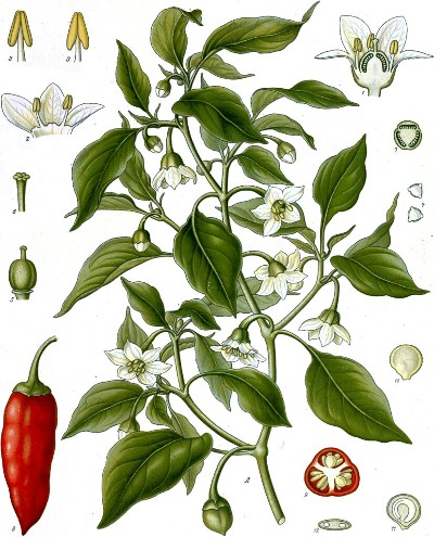 diagram of paprika