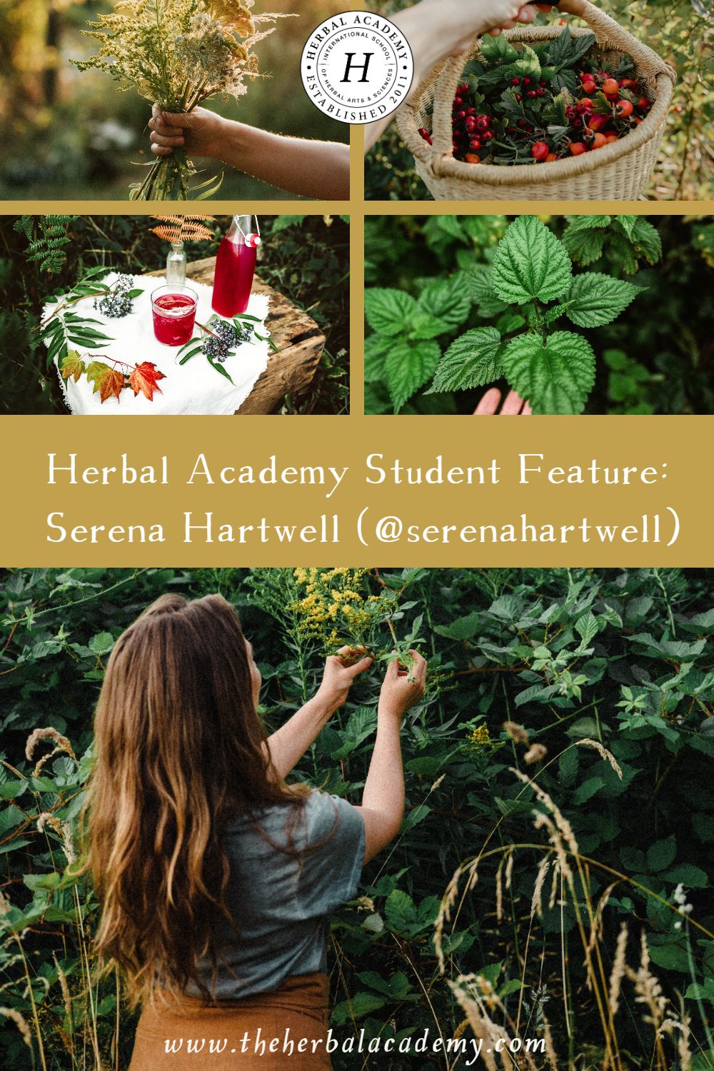 Herbal Academy Student Feature: Serena Hartwell (@serenahartwell) | Herbal Academy | In this Student Feature, we spoke with Serena Hartwell of Everyday Homestead, where she shares foraging tips and wildcrafted recipes.