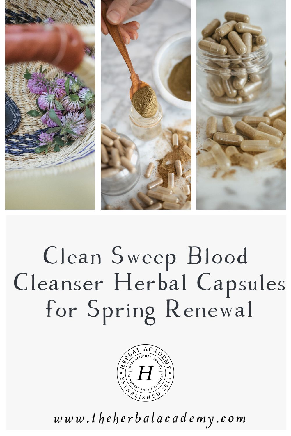 Clean Sweep Blood Cleanser Herbal Capsules for Spring Renewal | Herbal Academy | Shed your winter heaviness with our herbal capsules recipe using alterative herbs! It will help you gently cleanse and refresh during spring.