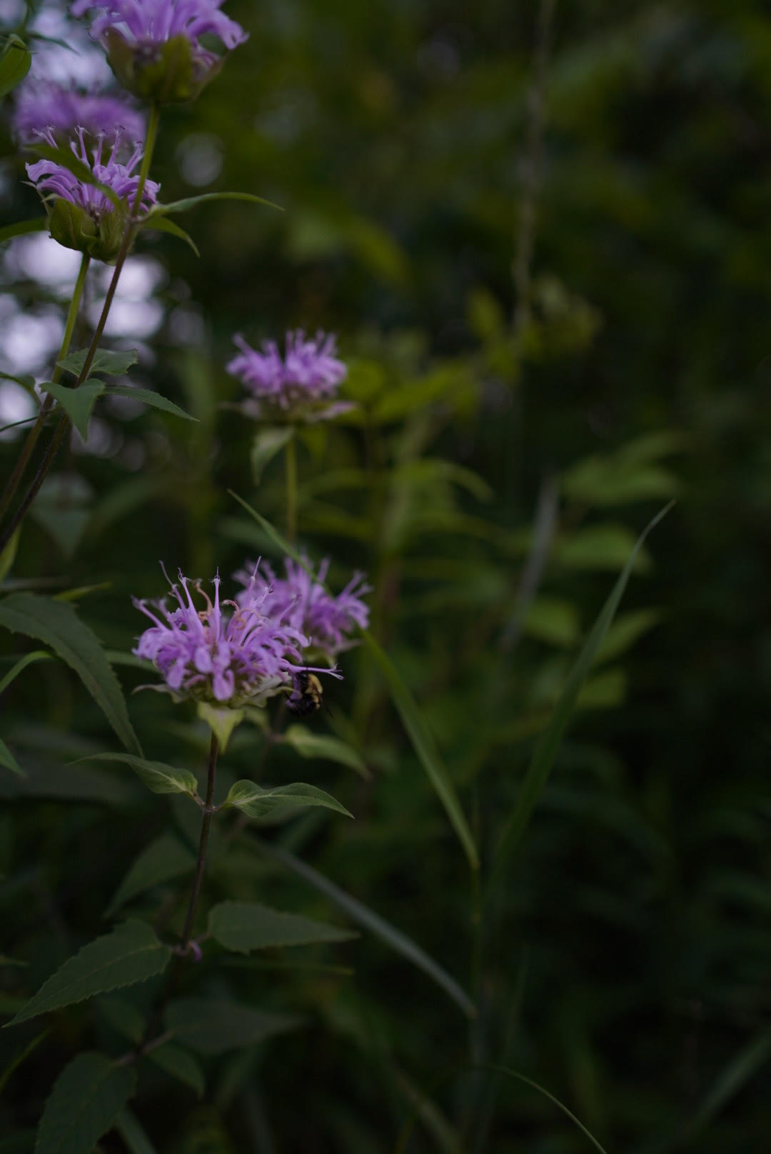 monarda growing outside