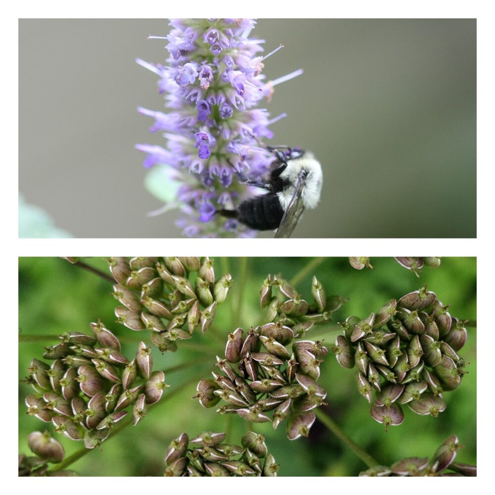 Anise vs. Anise Hyssop What's the Difference? Herbal Academy