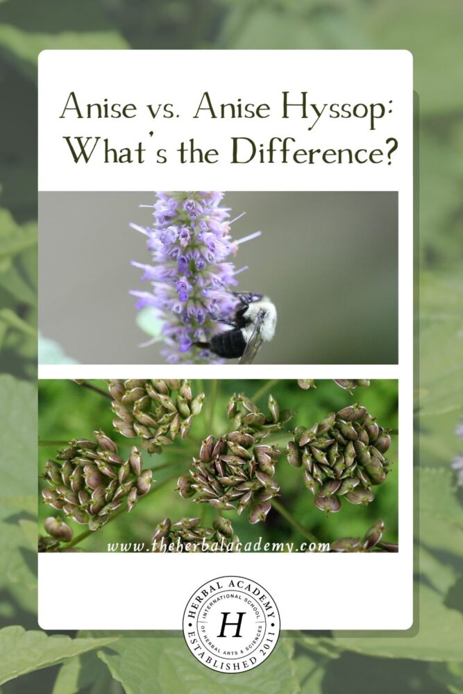 Anise vs. Anise Hyssop What's the Difference? Herbal Academy