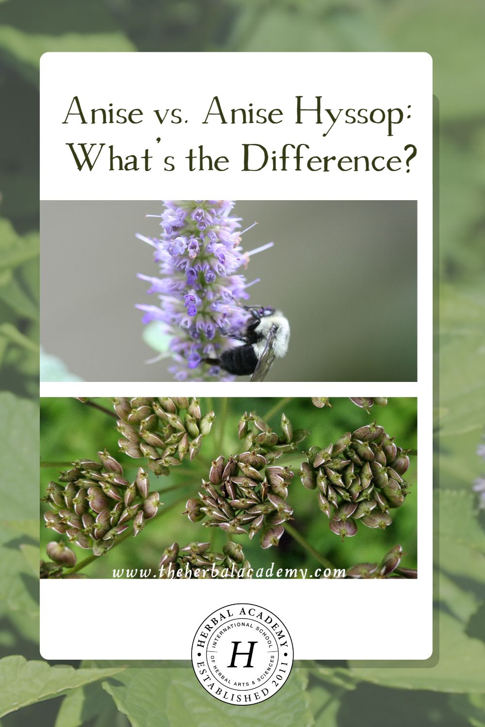 Anise vs. Anise Hyssop: What's the Difference? | Herbal Academy | After diving into the botany of anise and anise hyssop, it is obvious these plants are distinctly different, each offering their own gifts.