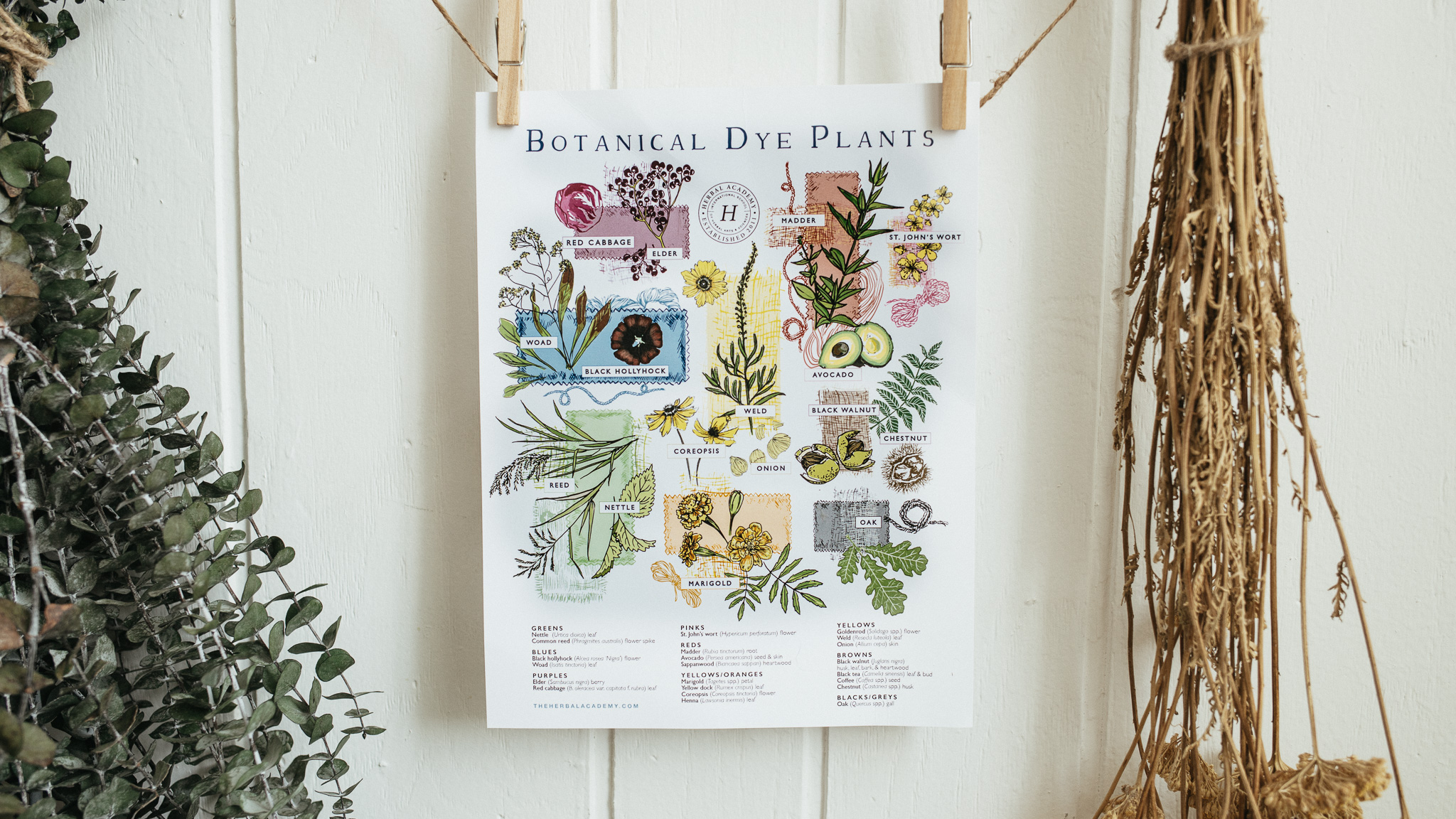 botanical-dye-plants-poster-herbal-academy