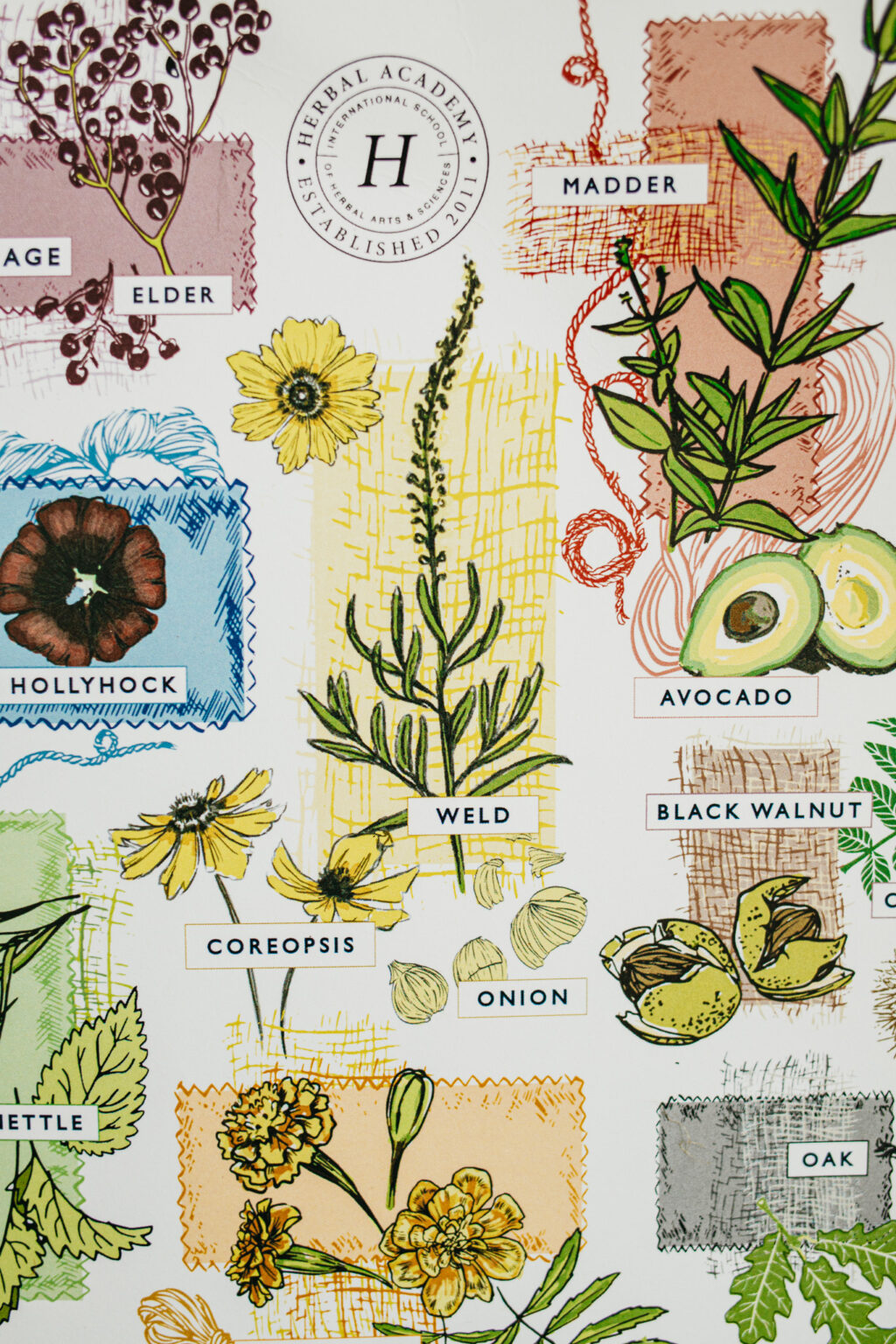Botanical Dye Plants Poster – Herbal Academy
