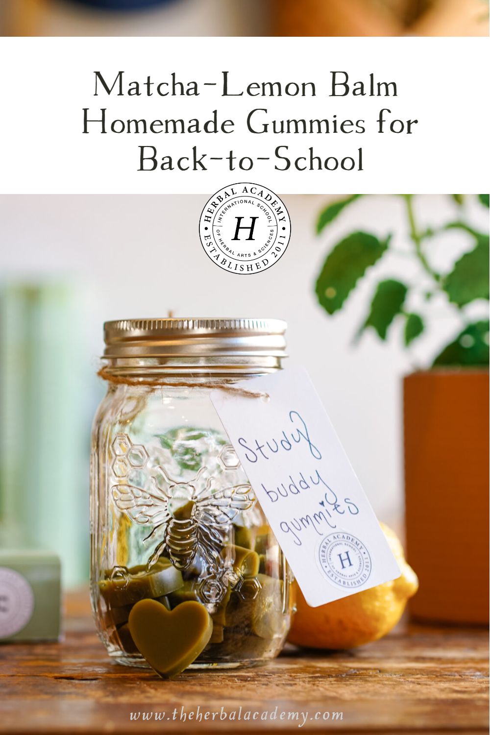 Matcha-Lemon Balm Homemade Gummies for Back-to-School | Herbal Academy | As you ready yourself for back-to-school season, whip up a batch of these easy homemade gummies to give your brain some herbal love!