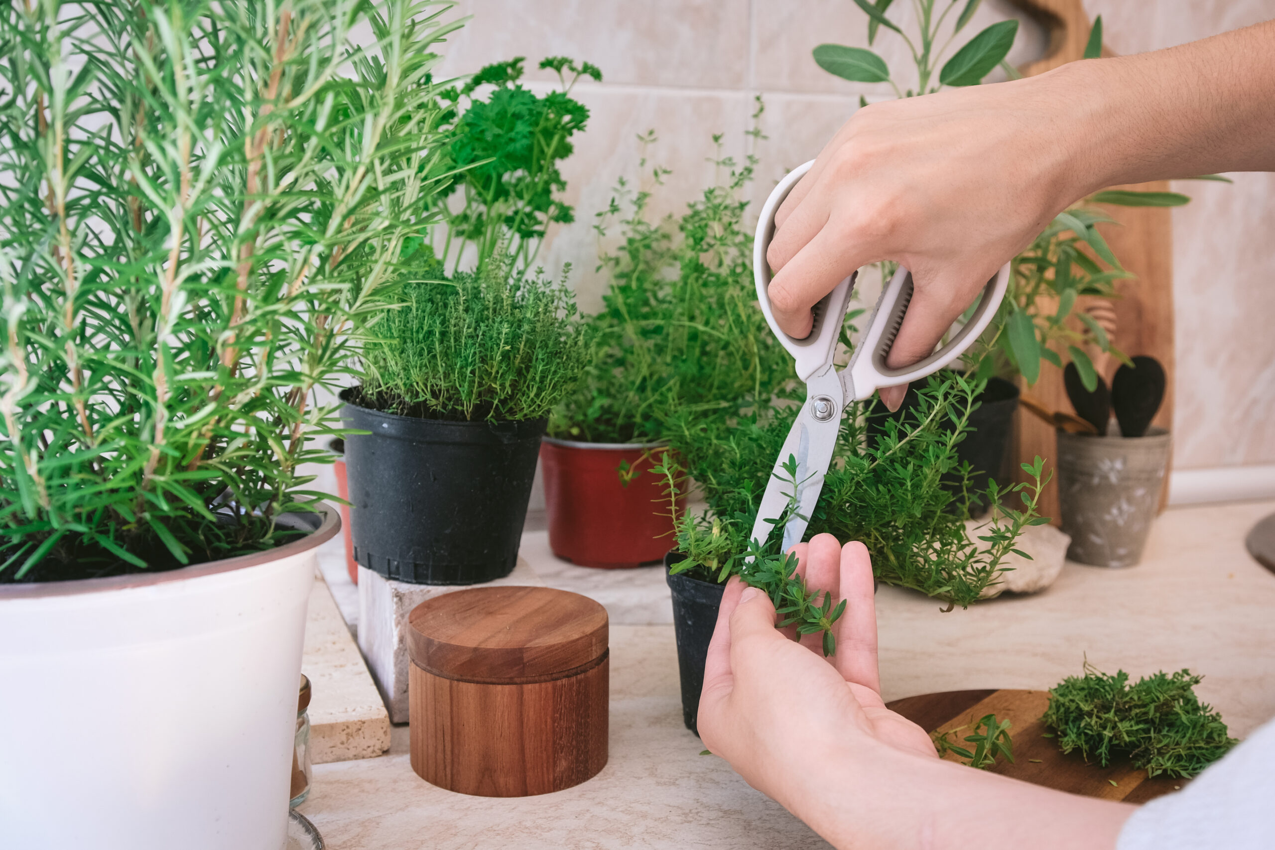 cutting herbs off a plant