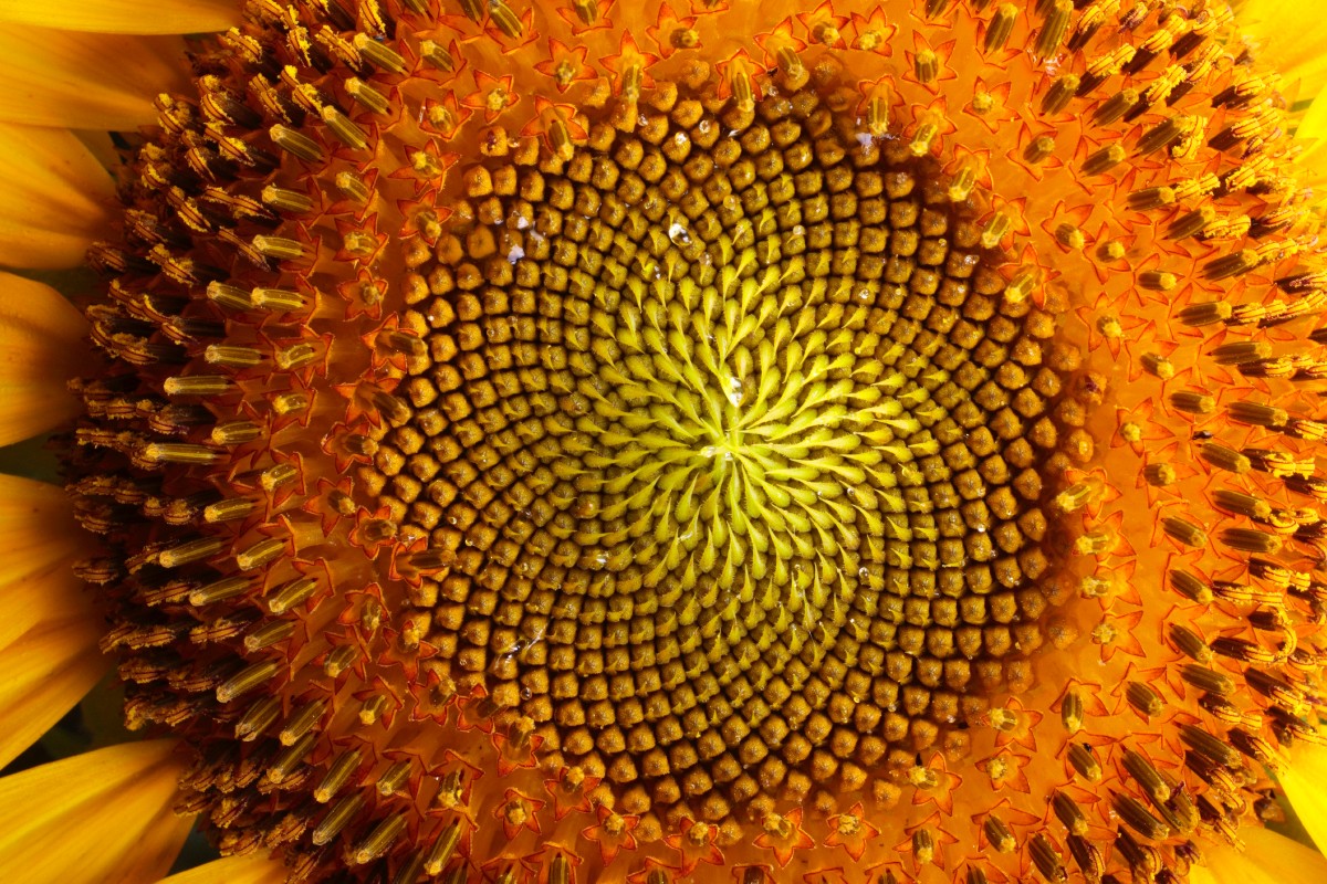 close up of a sunflower