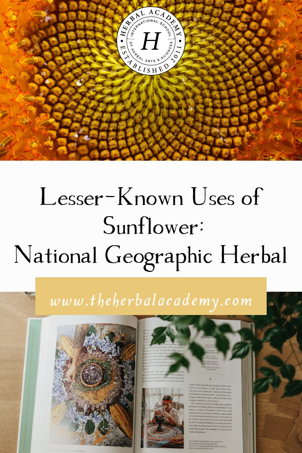 Lesser-Known Uses of Sunflower: National Geographic Herbal | Herbal Academy | Learn the lesser-known uses of sunflower taken from Mimi Hernandez's book, National Geographic Herbal.