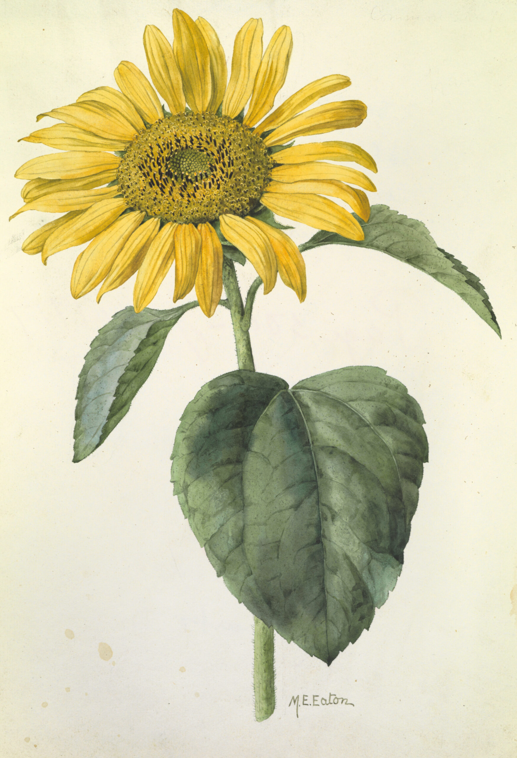 drawing of a sunflower