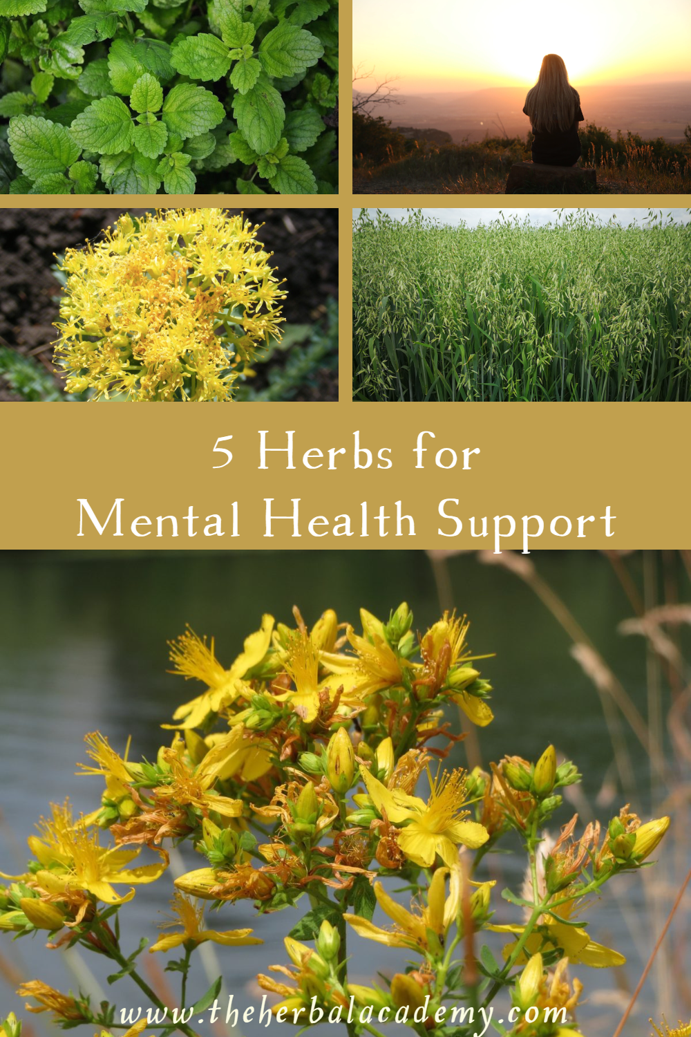5 Herbs for Mental Health Support | Herbal Academy | As we continuously work to tend the garden of our mental health, powerful plant allies offer us support through challenges that come our way.