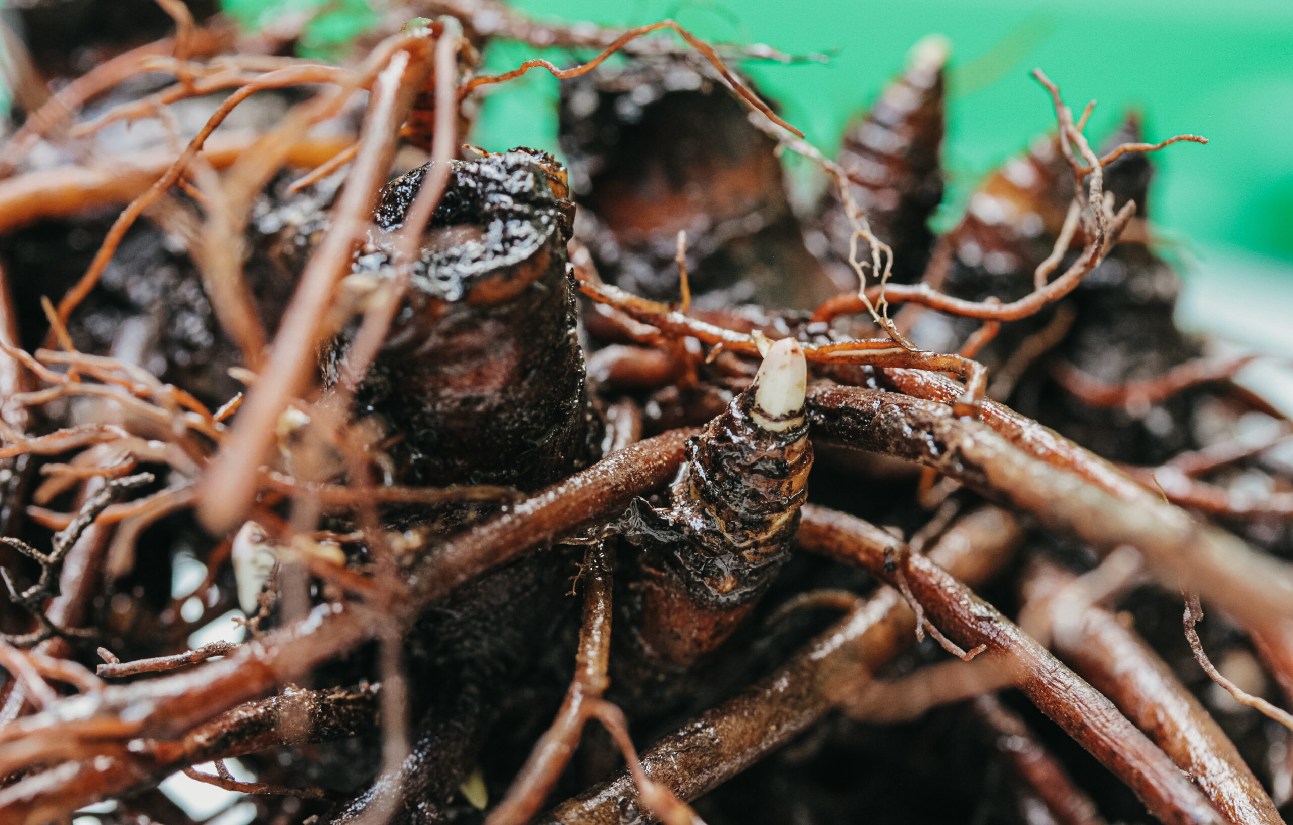 black cohosh root 