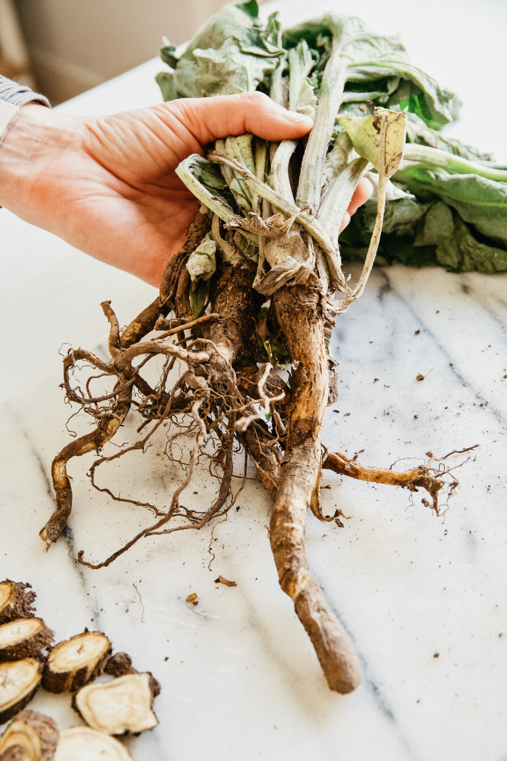 burdock root