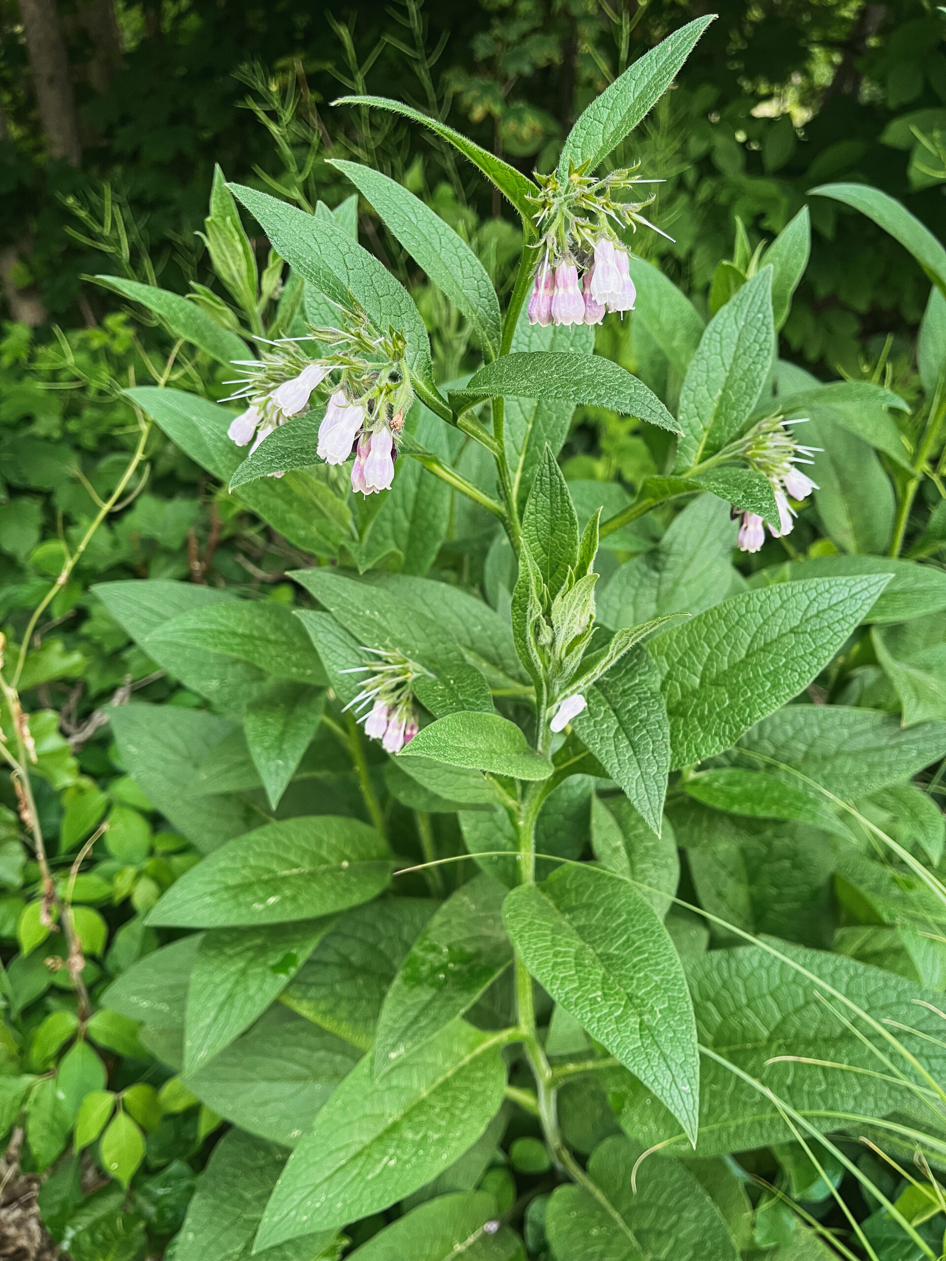 close up of comfrey growing outside