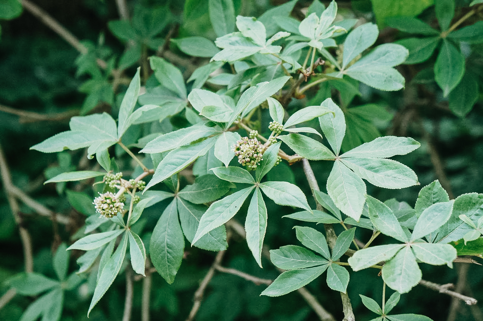 eleuthero leaves close up