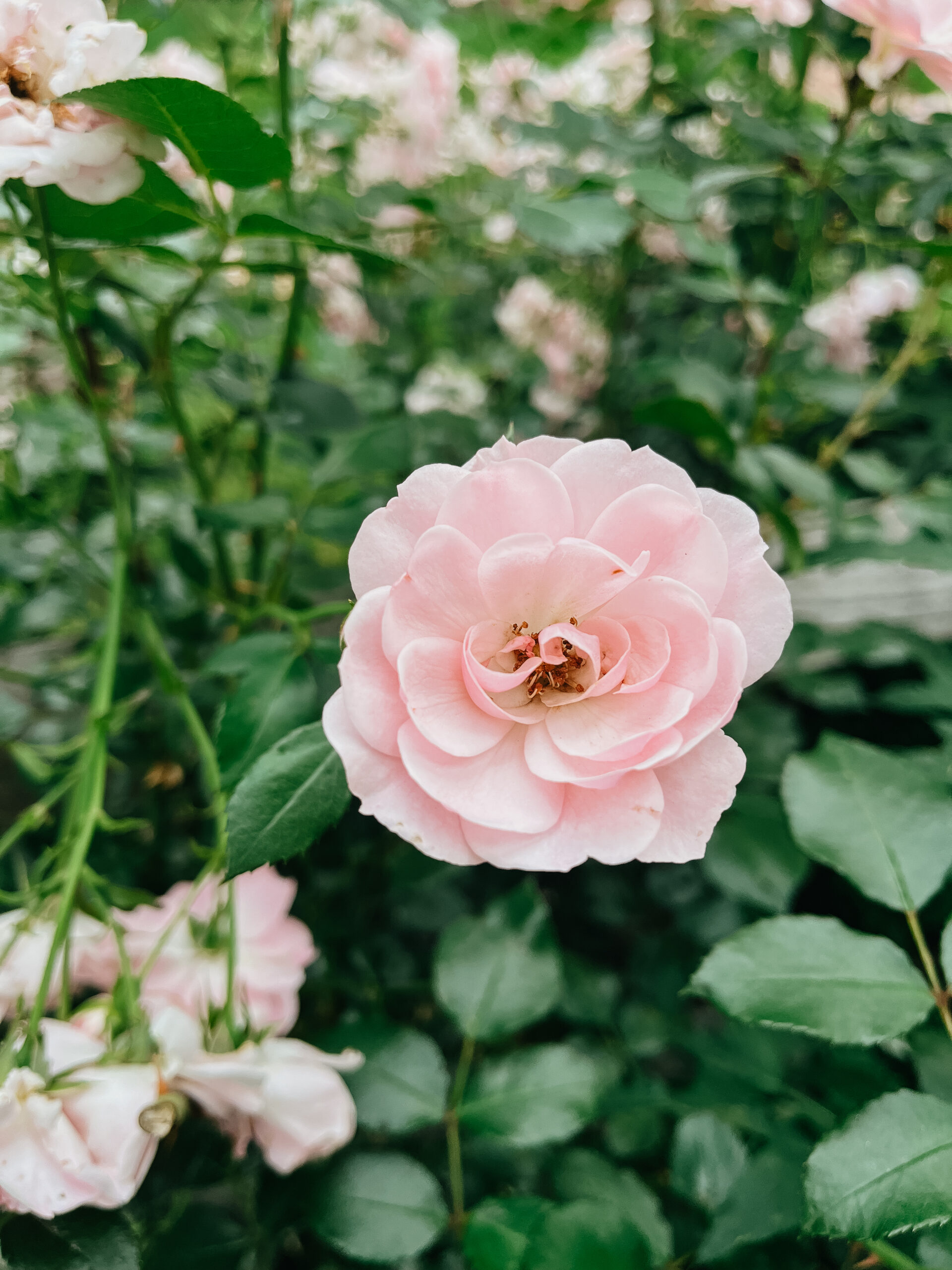 pink roses growing outside
