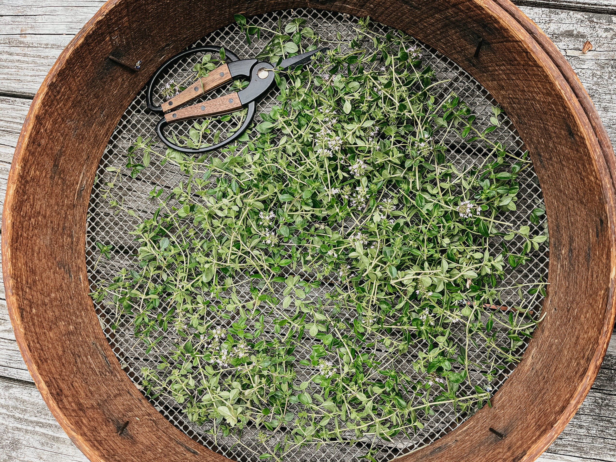 thyme drying on a screen