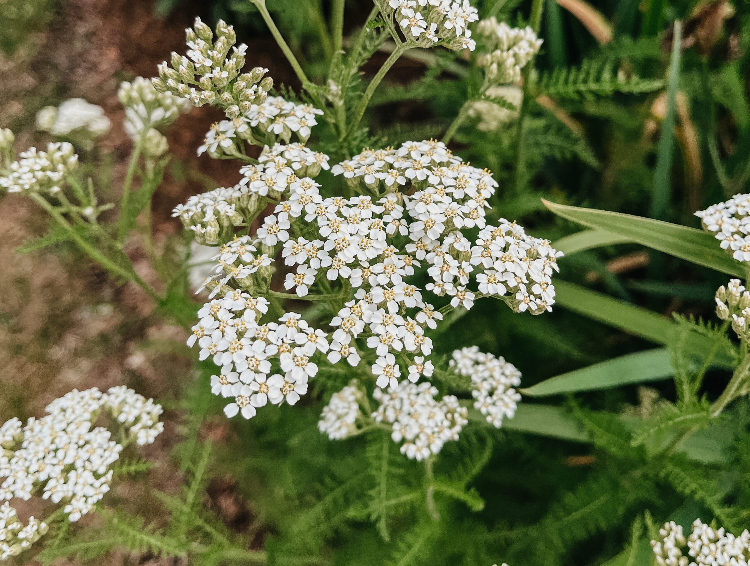 closeup of yarrow growing outside