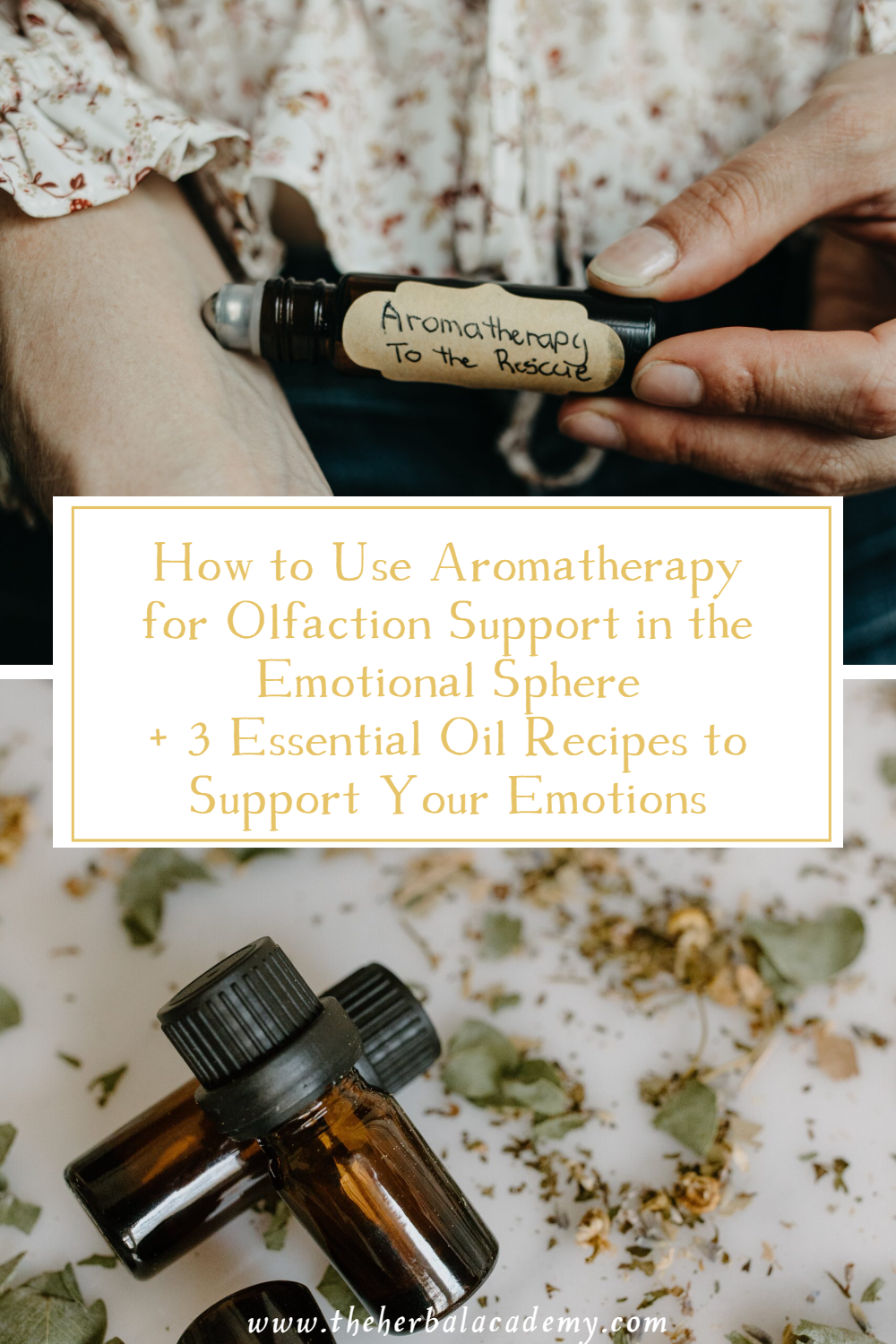 How to Use Aromatherapy for Olfaction Support in the Emotional Sphere + 3 Essential Oil Recipes to Support Your Emotions | Herbal Academy | Olfaction using essential oils can help us soothe our emotions to maximize our quality of life and meet our personal wellness goals.