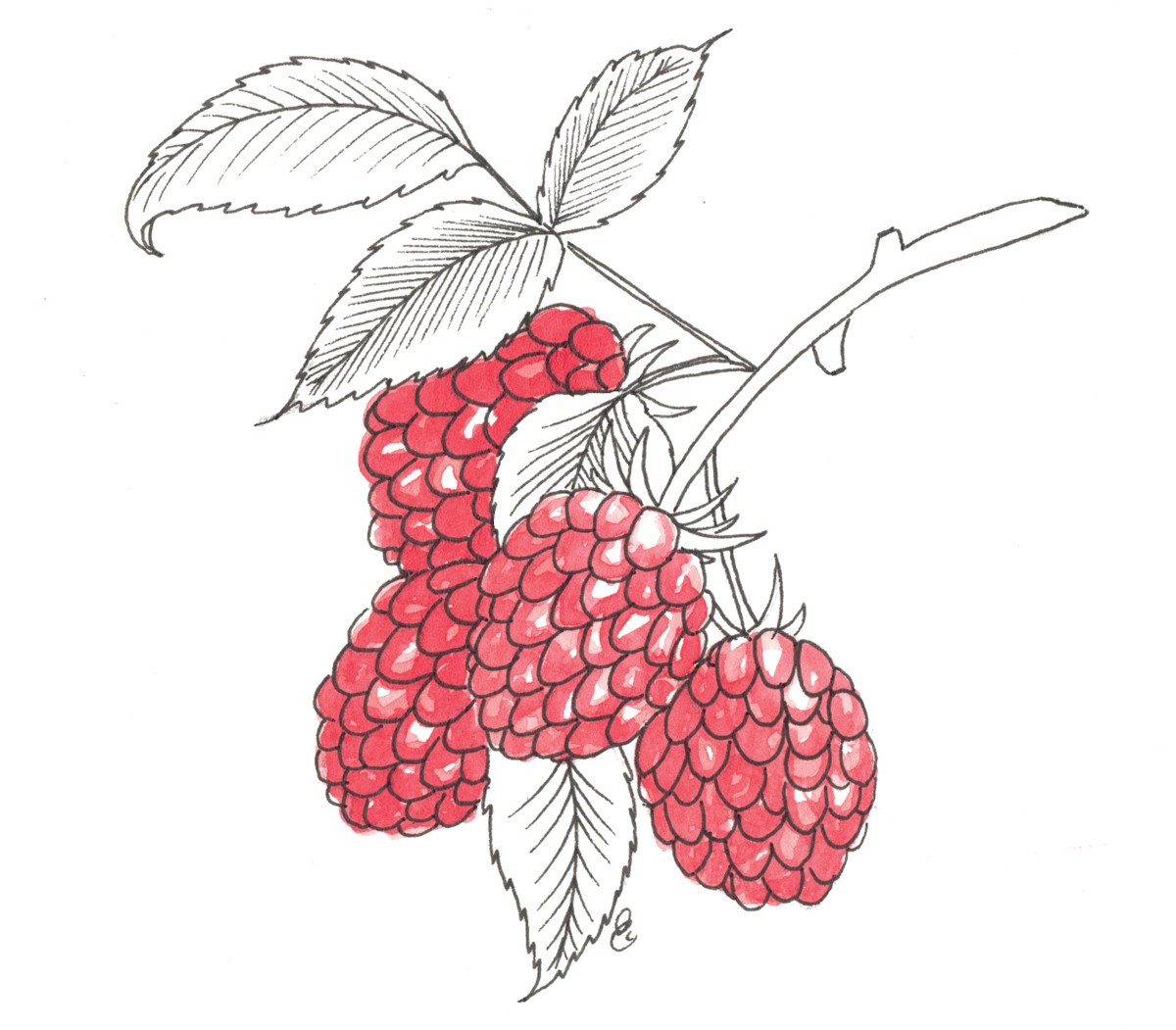 drawing of red raspberry