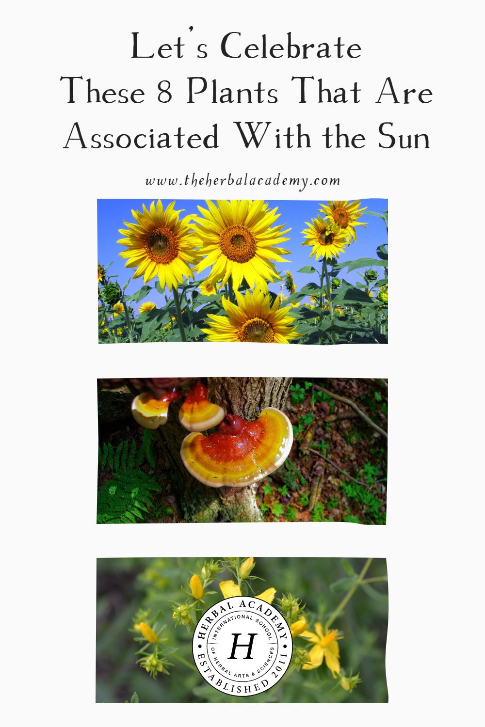 Let's Celebrate These 8 Plants That Are Associated With the Sun | Herbal Academy | Let's take a deeper look into these 8 plants associated with the Sun and how we can celebrate and enjoy the energizing connection.