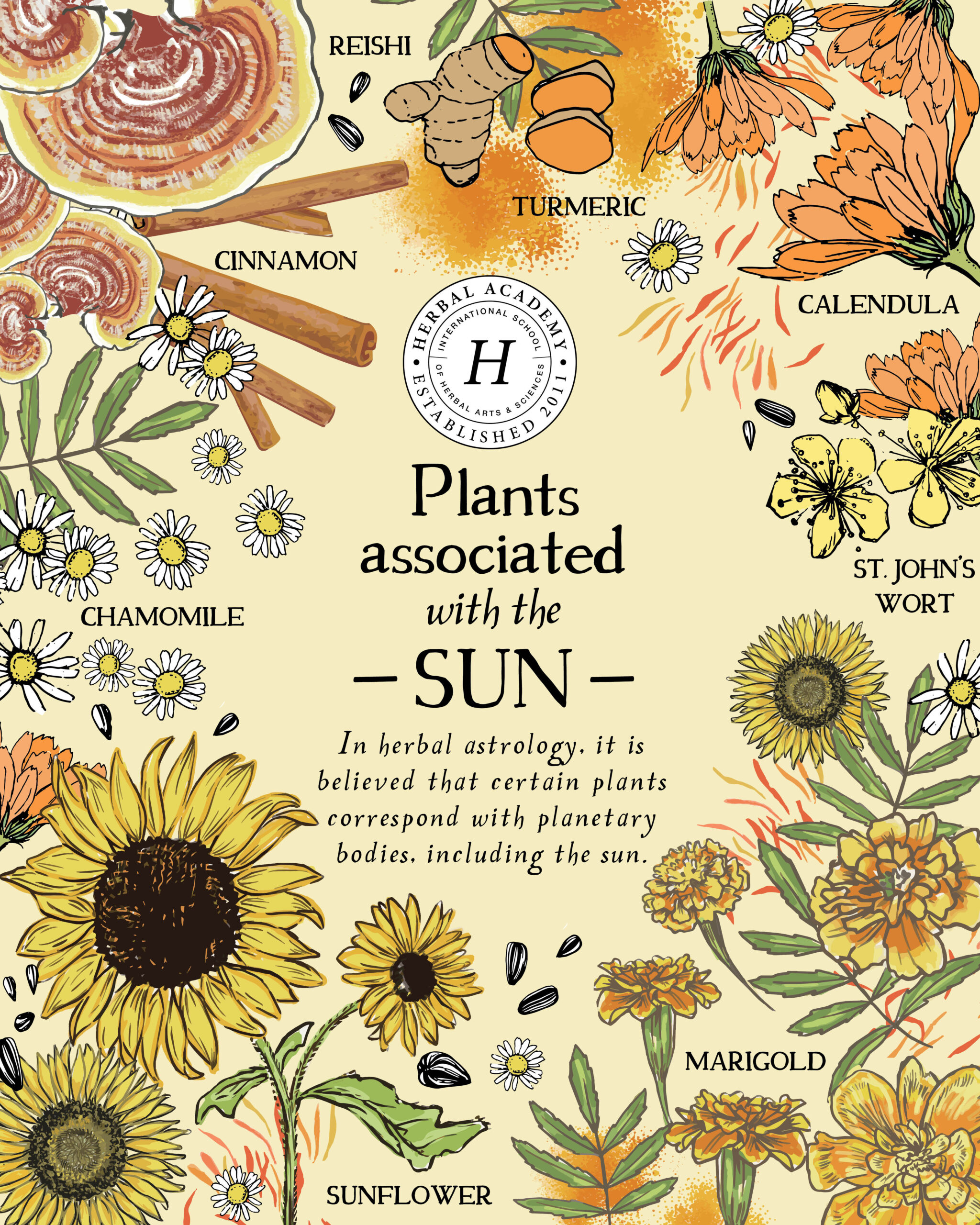 Let's Celebrate These 8 Plants That Are Associated With the Sun | Herbal Academy | Let's take a deeper look into these 8 plants associated with the Sun and how we can celebrate and enjoy the energizing connection.