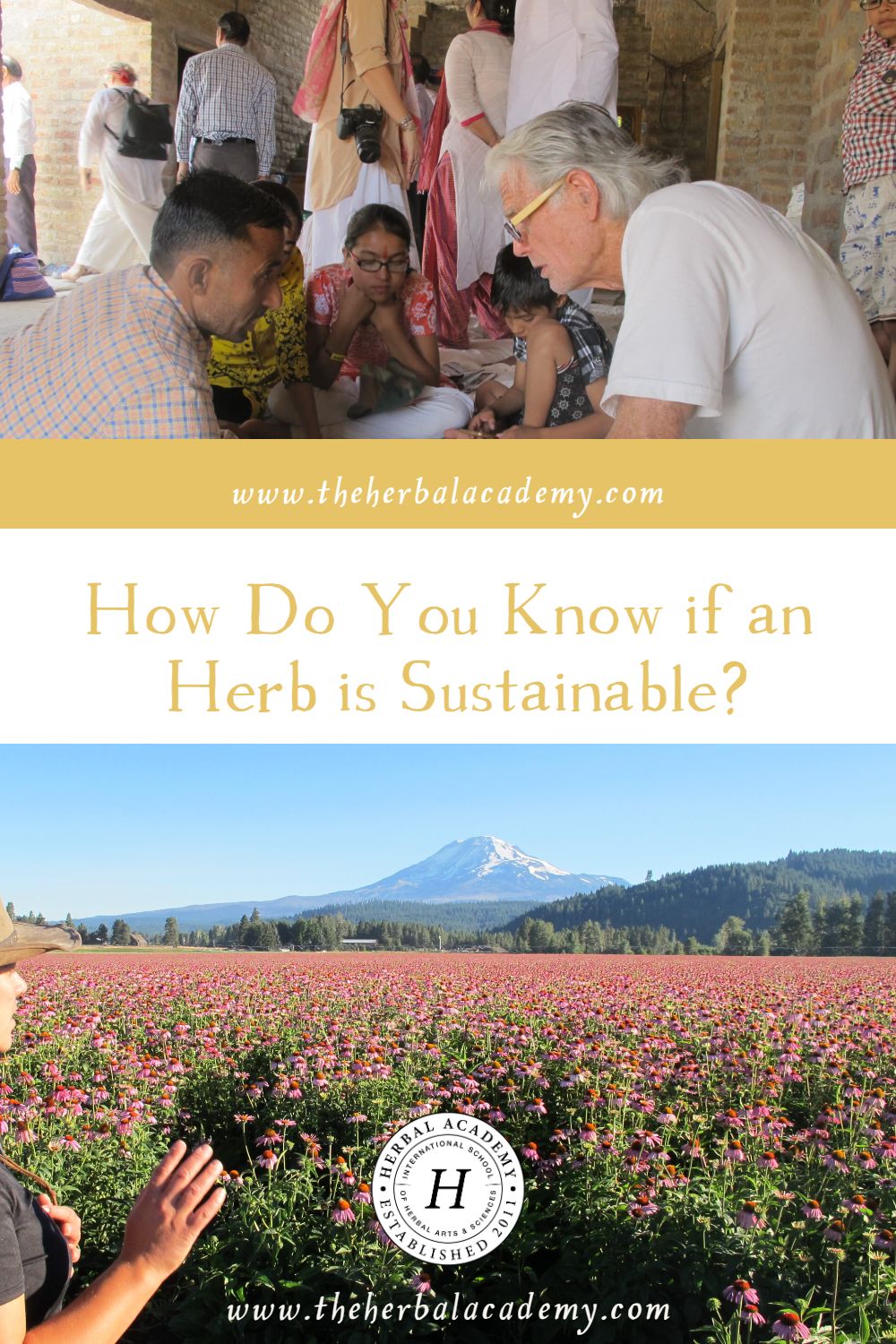 How Do You Know if an Herb is Sustainable? | Herbal Academy | This excerpt from our Sustainable Herbal Supply Chain Intensive sheds light on what makes an herb high quality.