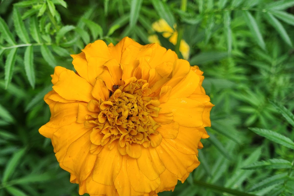 Let's Celebrate These 8 Plants That Are Associated With the Sun by Herbal Academy