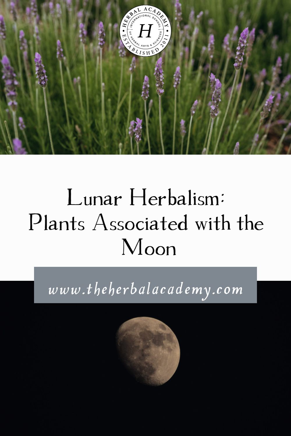 Lunar Herbalism: Plants Associated with the Moon | Herbal Academy | This article will explore how certain herbs exemplify and express the qualities of one of our most beloved luminaries, the Moon.