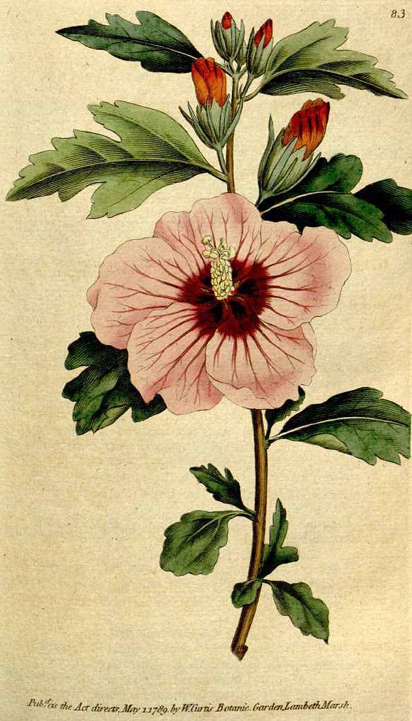 Korean hibiscus