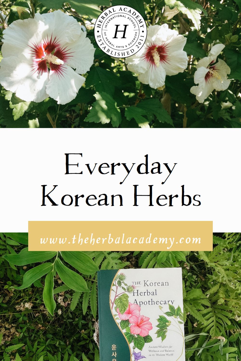 Everyday Korean Herbs | Herbal Academy | In Everyday Korean Herbs, herbalist Grace Yoon deep dives into the many different aspects of herbal traditions in Korea.