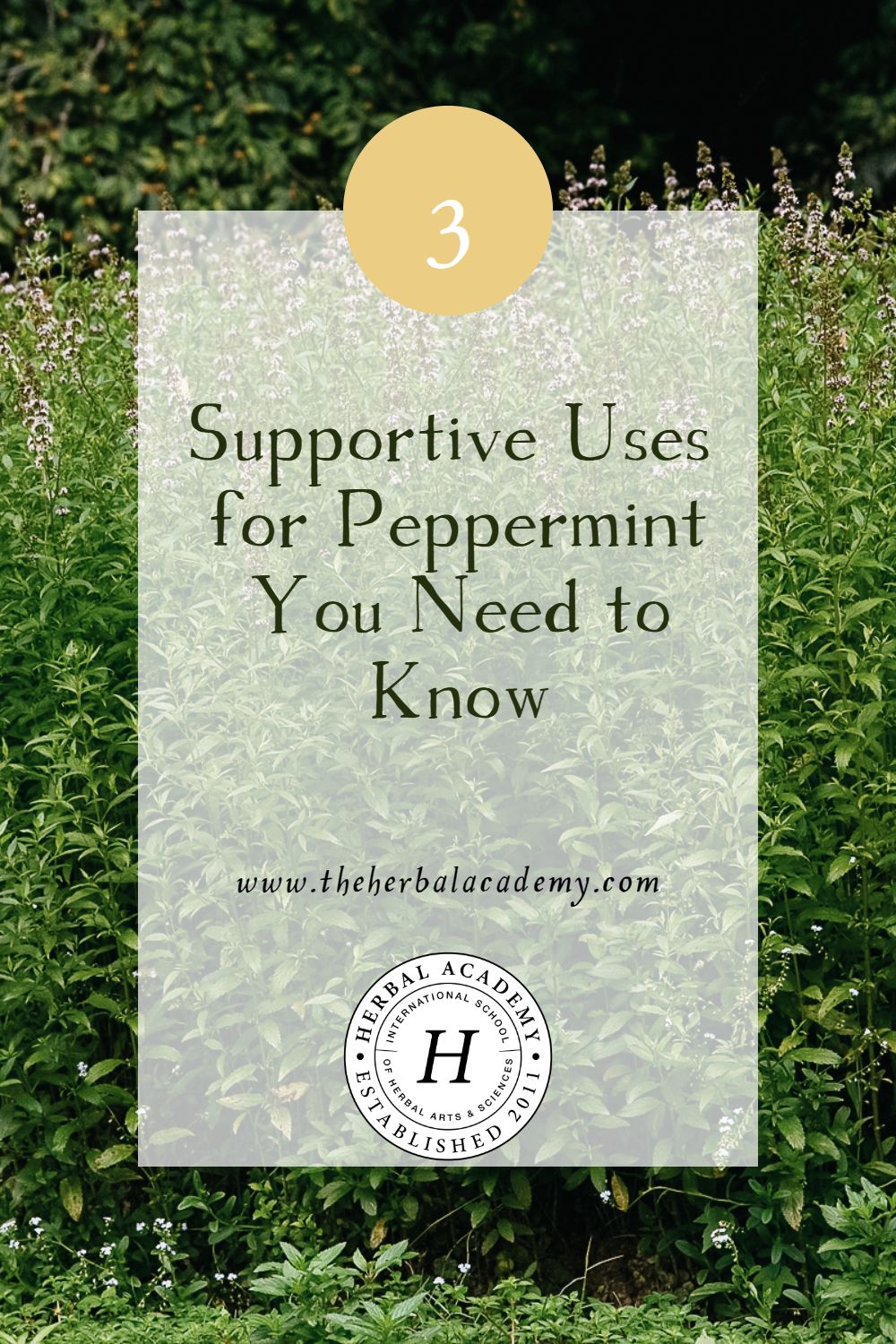 3 Supportive Uses for Peppermint You Need to Know | Herbal Academy | Let’s take a look at some of the many uses for peppermint in which to apply this delightful, pleasant-smelling, and delightful-tasting plant.
