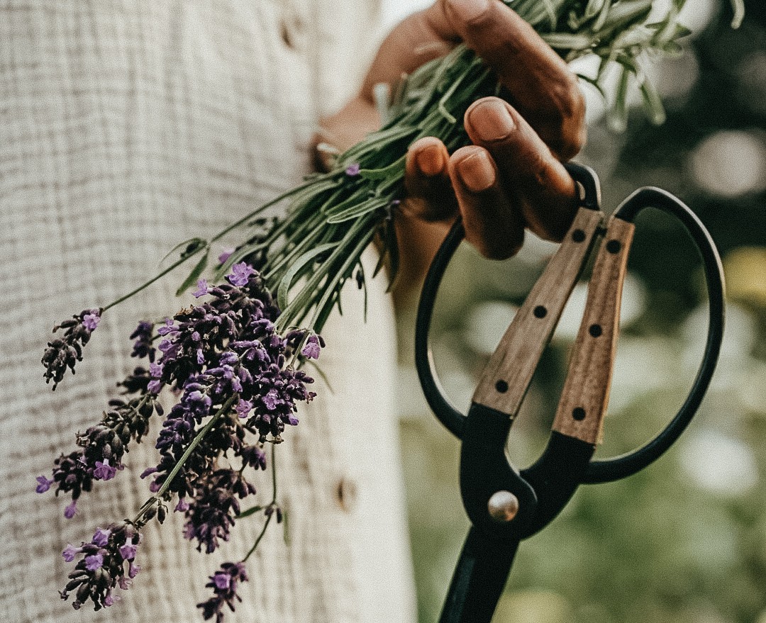 woman holding lavender stems and scissors