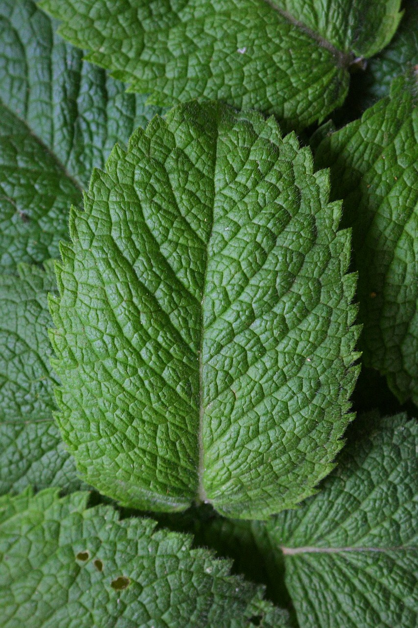 close up of peppermint leaves